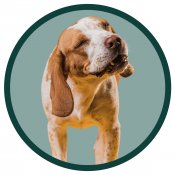Koira